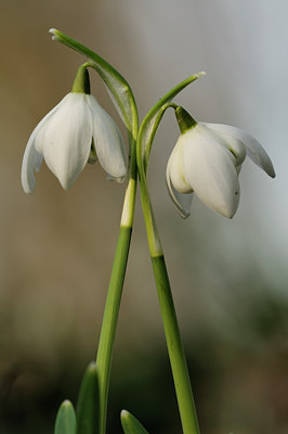 BUITEN BEELD Foto: 77682