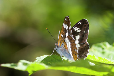 BUITEN BEELD Foto: 77690