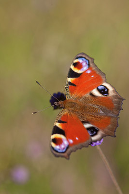 BUITEN BEELD Foto: 77707