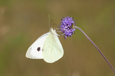 BUITEN BEELD Foto: 77709