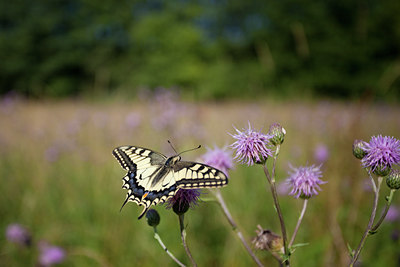 BUITEN BEELD Foto: 77712