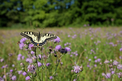 BUITEN BEELD Foto: 77713