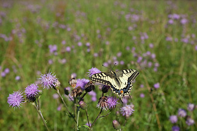 BUITEN BEELD Foto: 77714