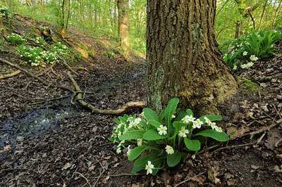 BUITEN BEELD Foto: 77758