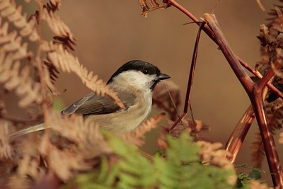 BUITEN BEELD Foto: 77763