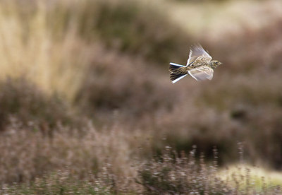 BUITEN BEELD Foto: 77815