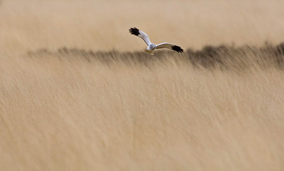 BUITEN BEELD Foto: 77816