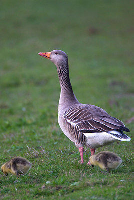 BUITEN BEELD Foto: 77825
