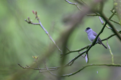 BUITEN BEELD Foto: 77828