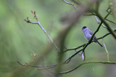 BUITEN BEELD Foto: 77828