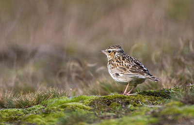 BUITEN BEELD Foto: 77837