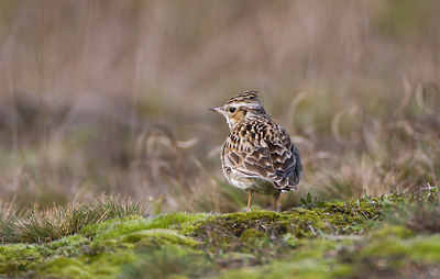 BUITEN BEELD Foto: 77838