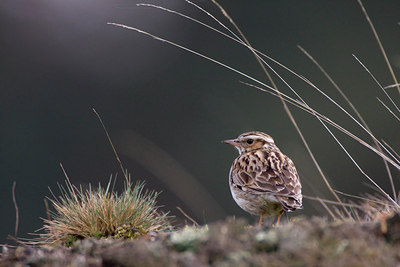 BUITEN BEELD Foto: 77840
