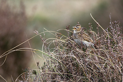 BUITEN BEELD Foto: 77842