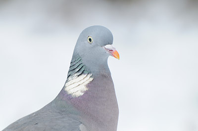 BUITEN BEELD Foto: 77848