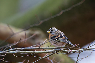 BUITEN BEELD Foto: 77851