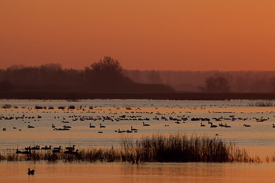 BUITEN BEELD Foto: 77885