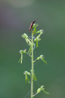 BUITEN BEELD Foto: 77891