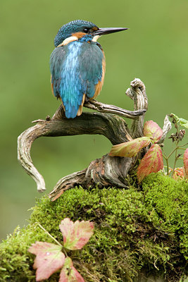 BUITEN BEELD Foto: 77932