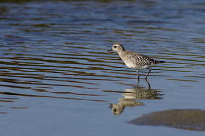 BUITEN BEELD Foto: 77933