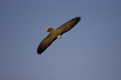 BUITEN BEELD Foto: 77934