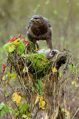 BUITEN BEELD Foto: 77977