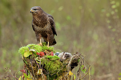 BUITEN BEELD Foto: 77978