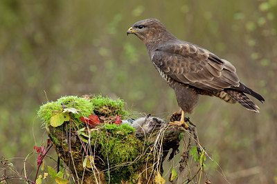 BUITEN BEELD Foto: 77979