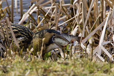 BUITEN BEELD Foto: 77993