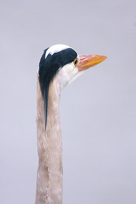 BUITEN BEELD Foto: 78010