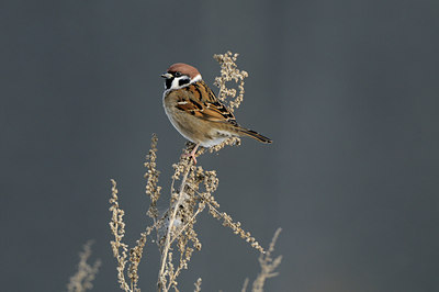 BUITEN BEELD Foto: 78021