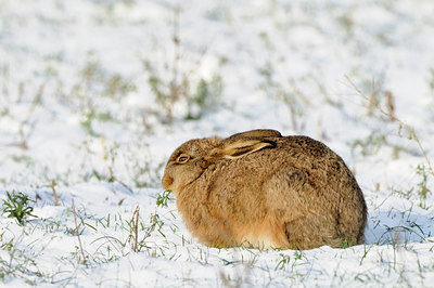 BUITEN BEELD Foto: 78022
