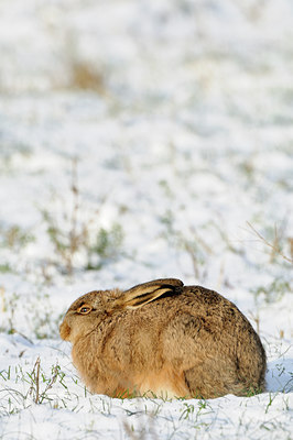 BUITEN BEELD Foto: 78023