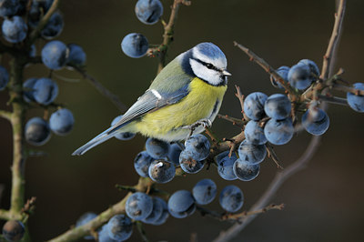 BUITEN BEELD Foto: 78026
