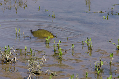 BUITEN BEELD Foto: 78031