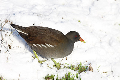 BUITEN BEELD Foto: 78044