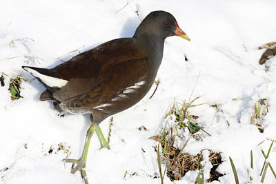 BUITEN BEELD Foto: 78049