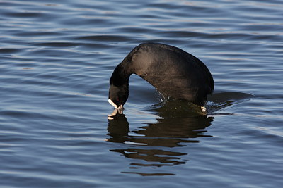 BUITEN BEELD Foto: 78057