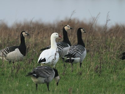 BUITEN BEELD Foto: 78061