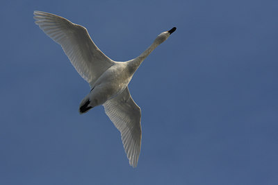 BUITEN BEELD Foto: 78071