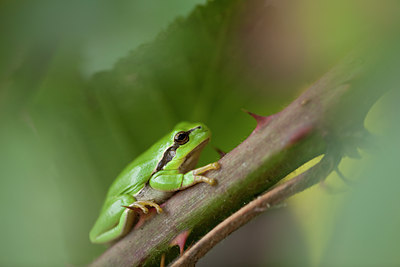 BUITEN BEELD Foto: 78095