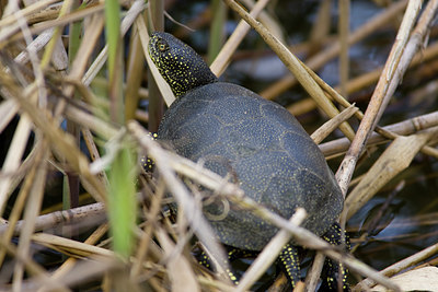 BUITEN BEELD Foto: 78108