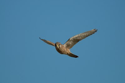 BUITEN BEELD Foto: 78121
