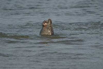 BUITEN BEELD Foto: 78134