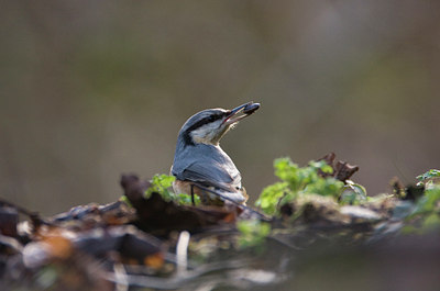 BUITEN BEELD Foto: 78137