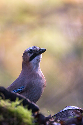 BUITEN BEELD Foto: 78141