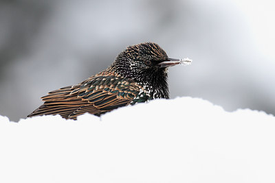 BUITEN BEELD Foto: 78147