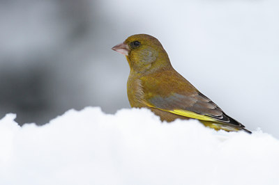 BUITEN BEELD Foto: 78148