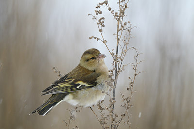 BUITEN BEELD Foto: 78149