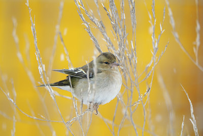 BUITEN BEELD Foto: 78150